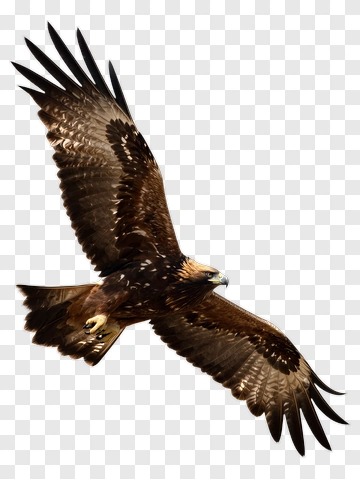 Eagle Soaring In Flight PNG