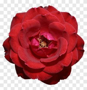 Red Rose In Full Bloom PNG