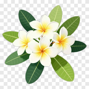 White And Yellow Frangipani Flowers With Green Leaves PNG