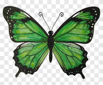 Green Butterfly Drawing PNG