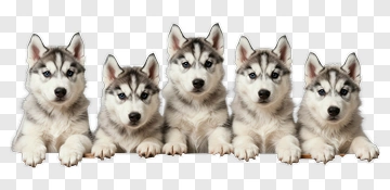 Five Husky Puppies PNG