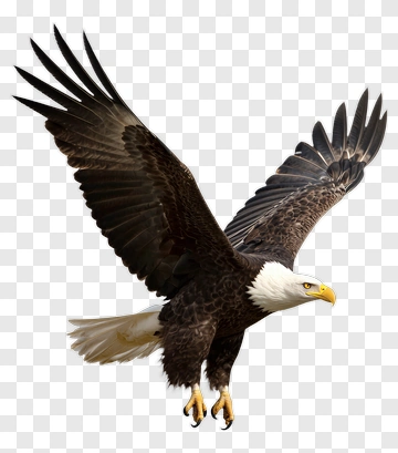 American Eagle In Flight PNG