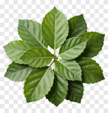 Green Leaf Cluster PNG