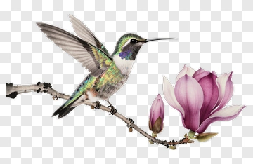 Hummingbird Perched On Magnolia Branch PNG