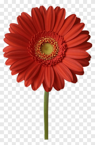 Red Gerbera Daisy PNG