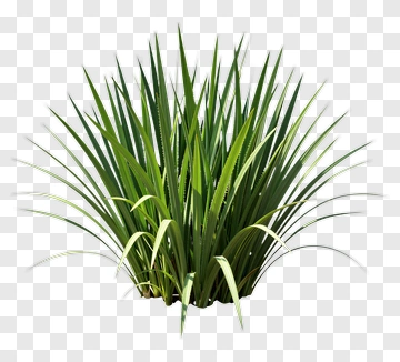 Green Plant PNG