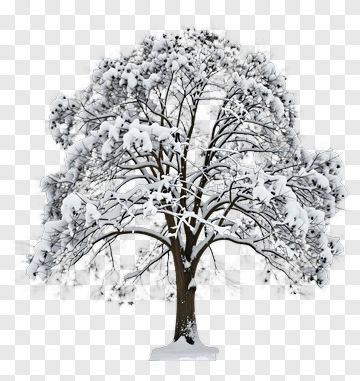 Snowy Tree In Winter PNG