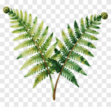 Watercolor Fern With Two Fronds PNG