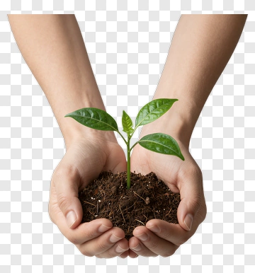 Hands Holding A Seedling PNG