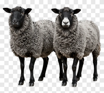 Two Black-Faced Sheep Standing Together PNG