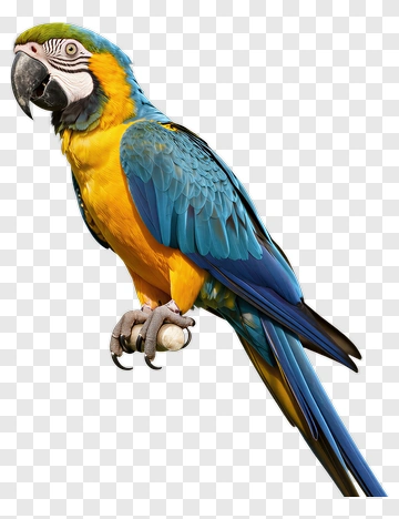 Blue And Yellow Parrot Perched PNG