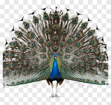 Peacock With Full Tail Display PNG