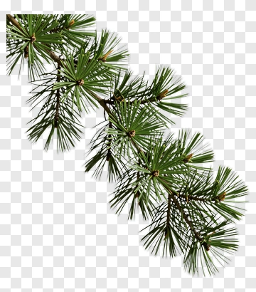 Pine Branch PNG