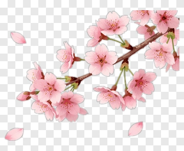 Cherry Blossom Branch With Falling Petals PNG