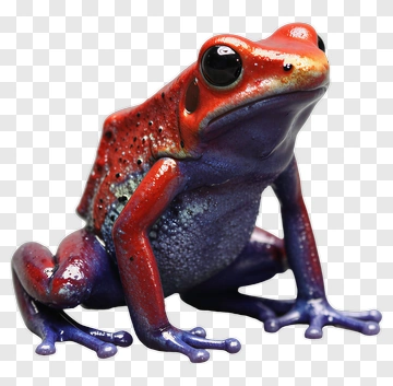 Red And Blue Frog PNG
