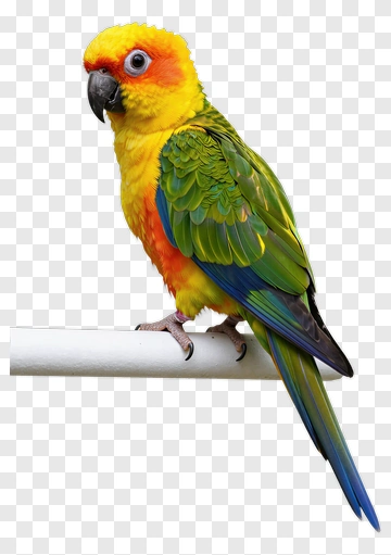 Sun Conure Perched On A White Bar PNG