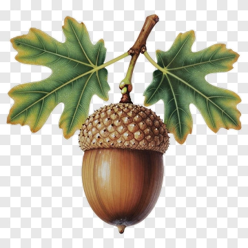 Acorn With Leaves On Branch PNG