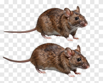 Two Brown Mice PNG