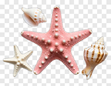 Pink And White Starfish With Seashells PNG