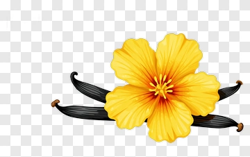Vanilla Flower With Vanilla Beans PNG