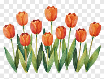 Orange Tulips With Green Leaves PNG
