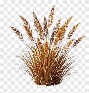 Golden Grass Cluster PNG