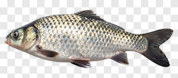Silver Fish With Scales PNG