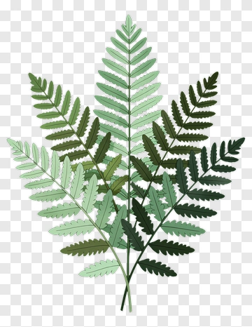 Fern Leaf Plant PNG