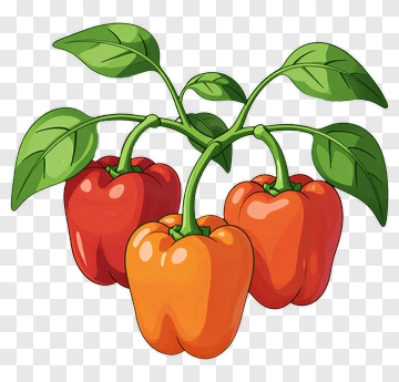 Cluster Of Bell Peppers With Leaves PNG