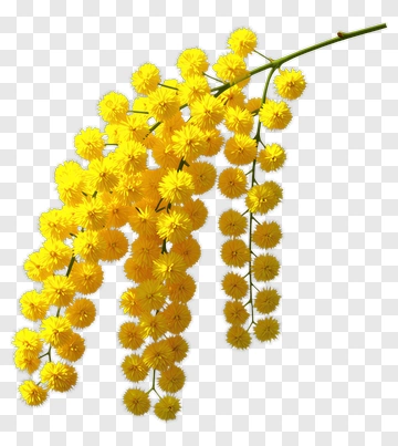 Acacia Flower Branch PNG