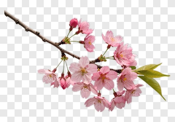 Cherry Blossom Branch In Bloom PNG