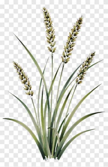 Watercolor Grass With Yellow Spikes PNG
