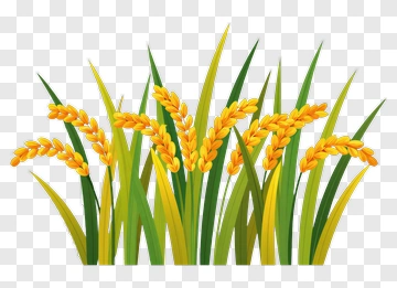 Golden Rice Plants PNG