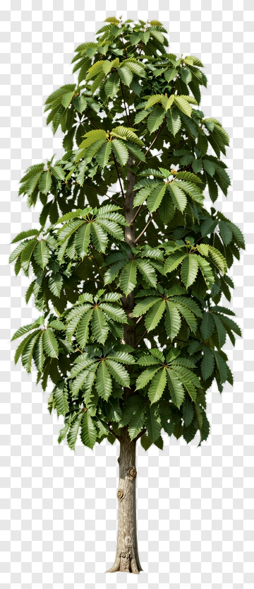 Tall Chestnut Tree With Lush Green Leaves PNG