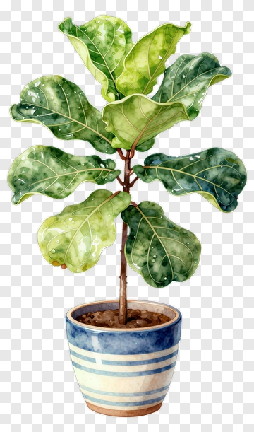 Fiddle Leaf Fig In Ceramic Pot PNG