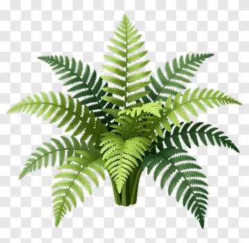 Fern Plant PNG