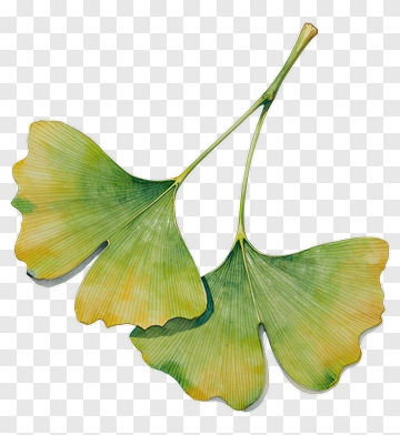 Ginkgo Leaf Watercolor PNG