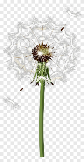 Dandelion Seed Head PNG