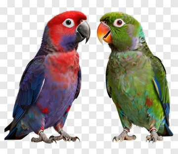 Two Colorful Parrots Facing Each Other PNG