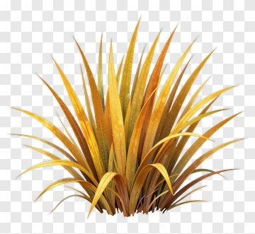 Spiky Plant With Yellow And Orange Leaves PNG