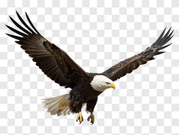 Bald Eagle Soaring In Flight PNG