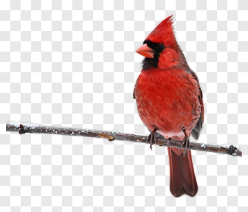 Northern Cardinal In Winter PNG