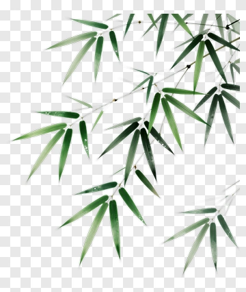 Bamboo Leaf PNG