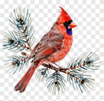 Red Cardinal On Pine Branch PNG