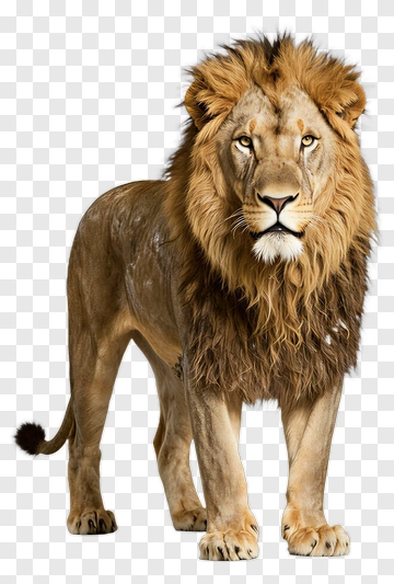 Lion PNG