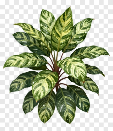 Variegated Plant With Green And Yellow Leaves PNG