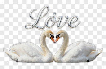 Two Swans Forming Heart Shape PNG