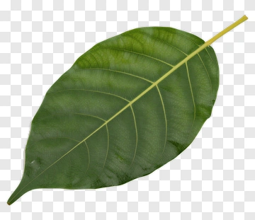 Green Leaf With Yellow Stem PNG