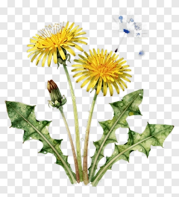 Watercolor Dandelion With Blooming Flowers PNG