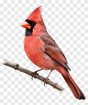 Male Cardinal Perched On Branch PNG